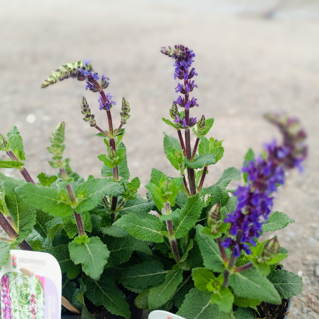 Obrázok Šalvia hájna (Salvia nemorosa) ´SENSATION BLUE´ - výška 15-25 cm, kont. P13